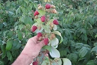 продам клубнику: Малиина кочот сатылат полька сорт — 1