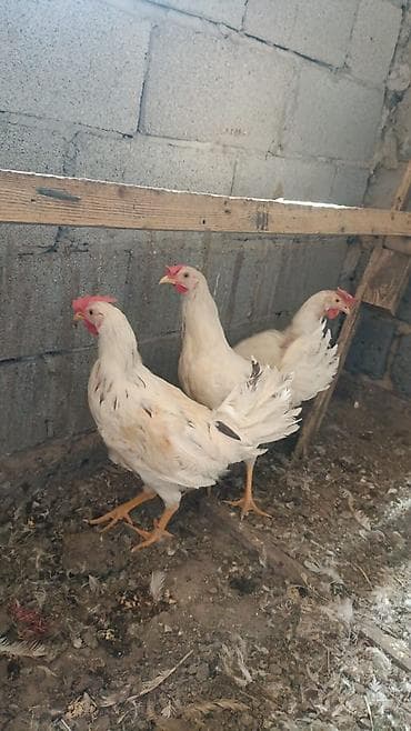 кох брама: Продаю | Петух, Куры | Брама, Хай-Лайн Браун, Дакан | На забой, Несушки — 8