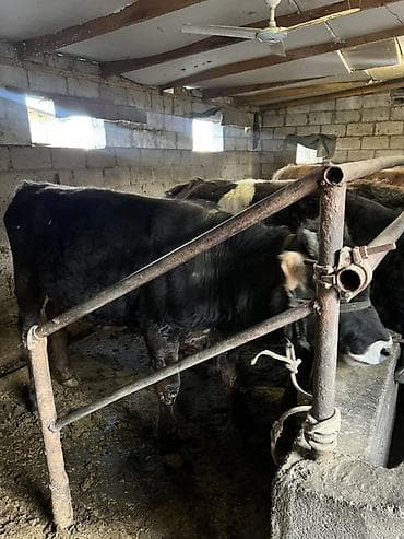 Продаю | Бык (самец) | Для разведения | Искусственник