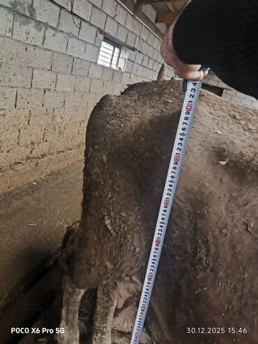 мел для животных: Продаю | Корова (самка) | Швицкая | Для молока — 3