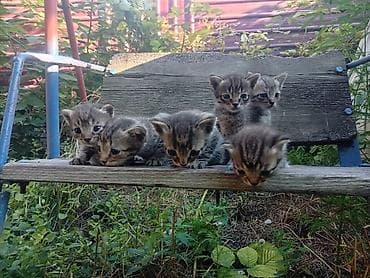Отдам котят в хорон руки, есть и коты и кошки. Очень ласковые и