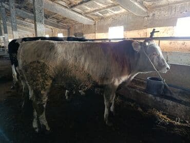 племенные коровы молочные купить: Продаю | Бык (самец) | Полукровка | На откорм | Привязанные — 1