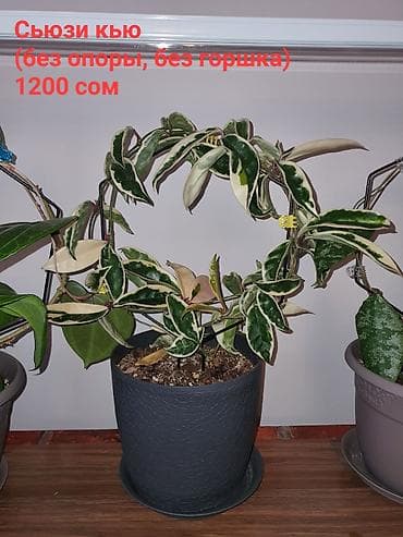 Орхидеи: Взрослые сортовые хойи в продаже: Цена указана за растение. Опора в — 5