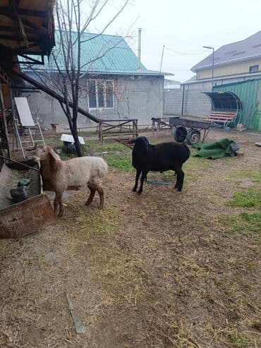 где можно купить кошку в бишкеке: Продаю | Ягненок, Баран (самец) | Арашан | На забой, Для разведения, Для шерсти | Племенные, Осеменитель — 4