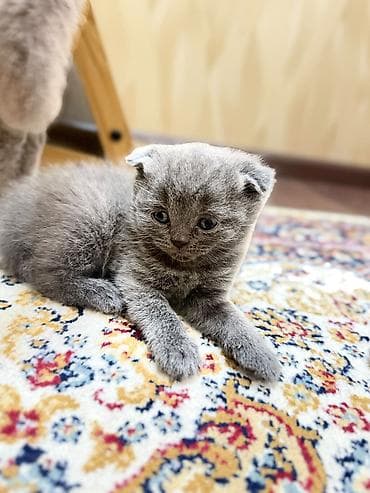 сиямский кошка: Вязка: Скотиш Фолд (Шотландская вислоухая), Мальчик, 2 года, Голубой — 7