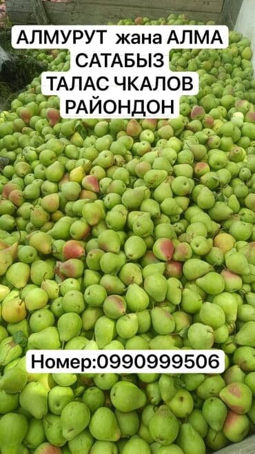 где купить саженцы: Алмуруттар Дүңүнөн, Өзү алып кетүү — 1