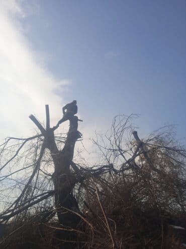 тополы тополя: Тополь карагач и другие е пилим покупаем сами пилим и самовывоз спилим — 4