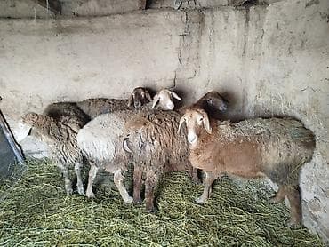 Үй жаныбарлары үчүн товарлар: Сатам | Ургаачы кой (ургаачы) | Көбөйтүү үчүн | Ургаачы — 1