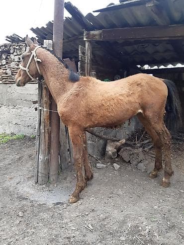 жер уй бишкек сатылат: Сатам | Тай | Аргын | Ат спорту — 1