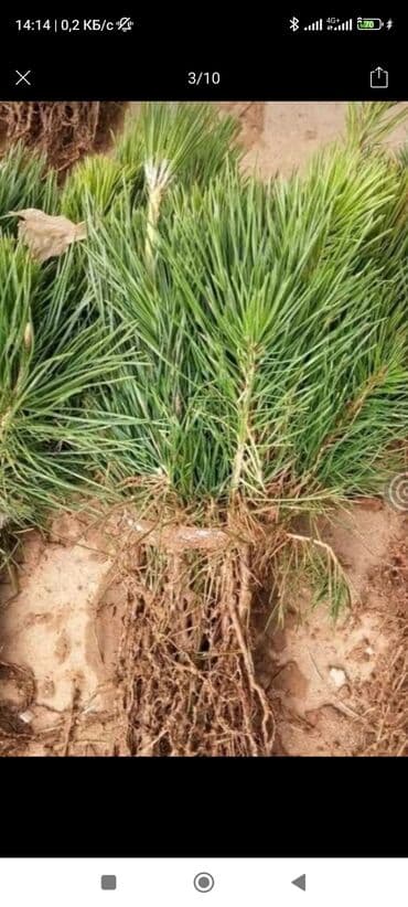 растения садовые: Саженцы деревьев: Туи — 8