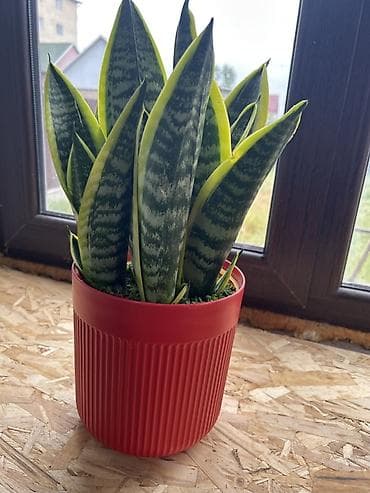 сансевиера: Сансевиерия (Sansevieria trifasciata) карликовая разновидность — 2