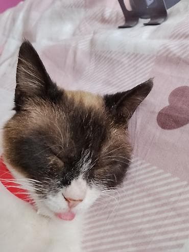 сколько стоит сиамские коты: Кошка даром: Сиамская, 4 месяца, Мальчик, Приучена к лотку — 6