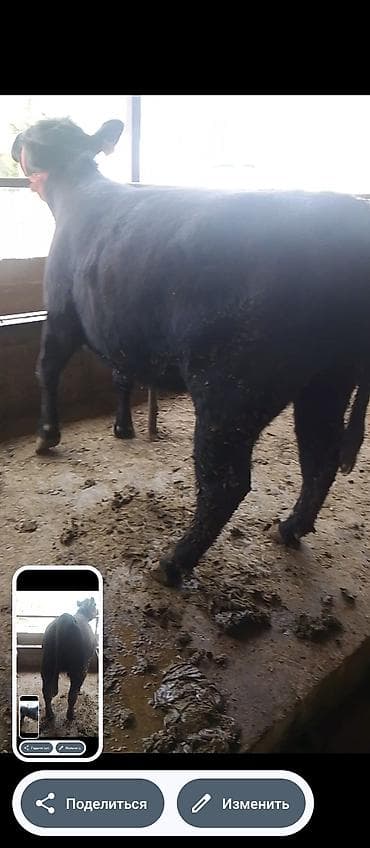 Продаю | Тёлка | На откорм | Племенные