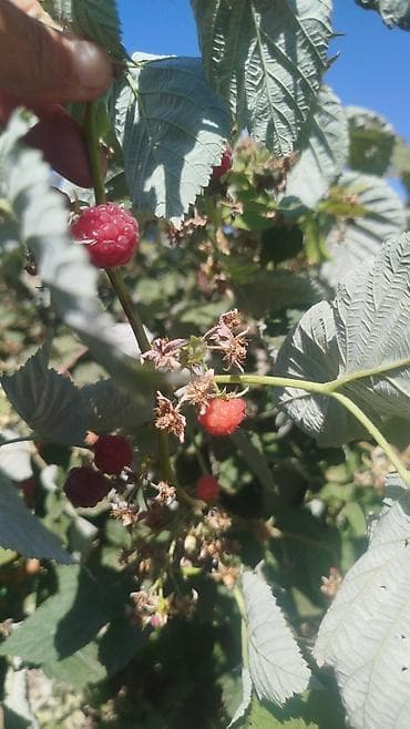 арех жангак: Малина Дүңүнөн — 2