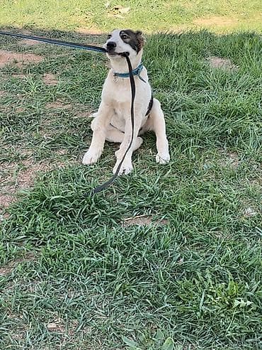 купить овчарку щенка: Алабай, 3 месяца, Самец, С прививкой — 9