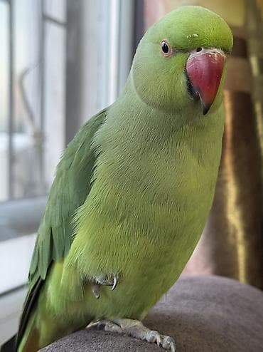 Бишкек! 🚨 ПРОПАЛ ПОПУГАЙ улетел домашний ожереловый попугай. Ручной at lalafo.kg Бишкек! 🚨 ПРОПАЛ ПОПУГАЙ улетел домашний ожереловый попугай. Ручной