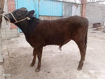 сементал уйлар: Продаю | Бык (самец) | На откорм | Привязанные — 5
