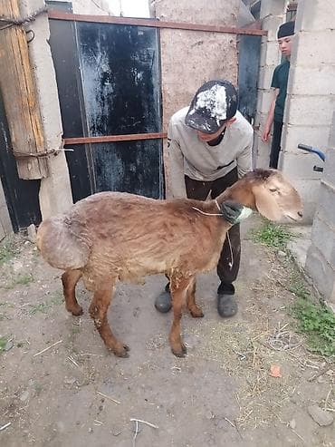 белый кошка: Продаю | Баран (самец) | На забой — 2