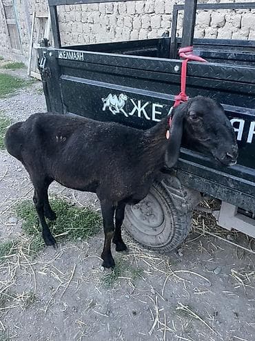 кой акур: Продаю | Овца (самка), Ягненок | Для разведения | Племенные — 4