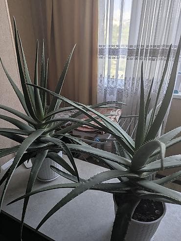 Бөлмө өсүмдүктөрү: Алоэ ( алоэ вера), крупные взрослые розетки в горшках. Возраст 5 лет — 1