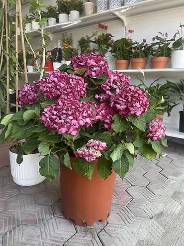 Самовывоз, Бесплатная доставка, Платная доставка