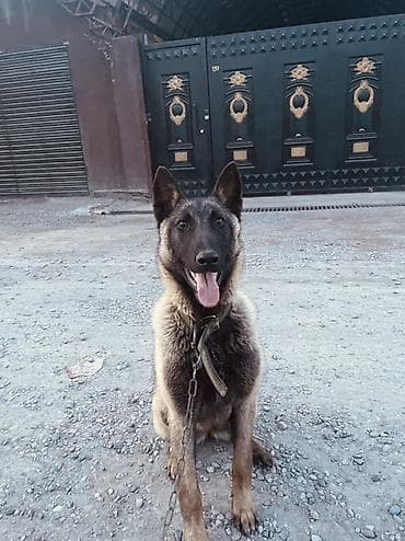 алабай собаки: Порода: бельгийская овчарка (малинуа) Описание: - Энергичная — 1