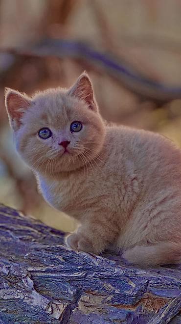 объявления о найденных собаках: Продаются котята British О питомнике: ✅ Официально зарегистрирован в — 3