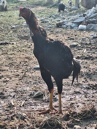 семиз эчкилер: Башка жаныбарлар — 2