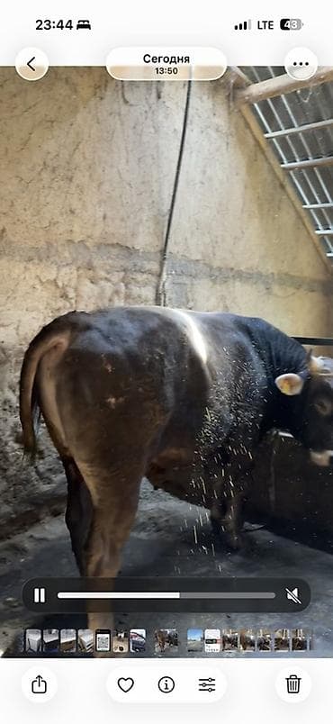 животные собаки: Продаю | Бык (самец) | Швицкая | На откорм | Привязанные — 5