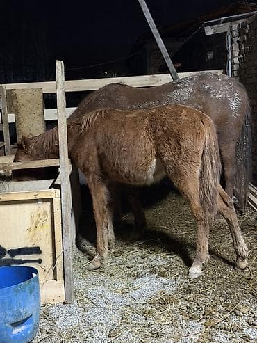 ротвейлер собака: Продаю | Жеребенок | Для разведения — 1