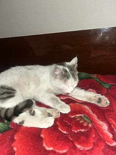 подать обьявление: 🩷 Отдам в добрые и заботливые руки 🩷 Малышка, 7 месяцев — 5