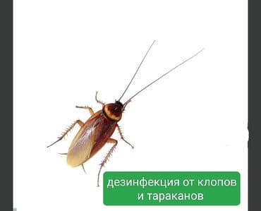 дезинфекция дома от клопов ош: Дезинфекция, дезинсекция, | Вирусы, микробы, Обработка деревьев, Тараканы, | Офисы, Транспорт, Подъезды — 2