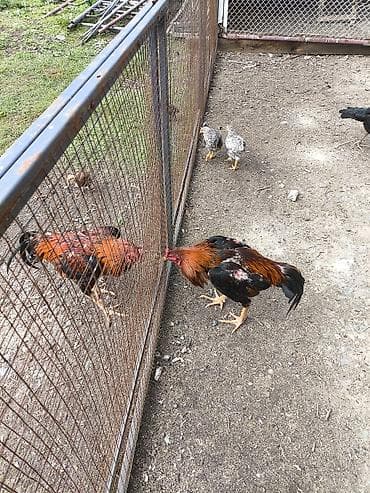 ош мышык: Сатам | Короздор | Тебиштирүүчү | Көбөйтүү үчүн — 1