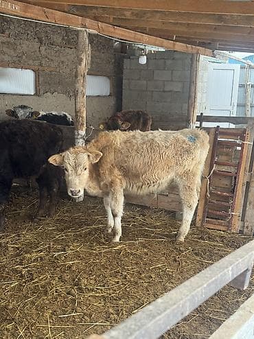 6 месяцев: Продаю | Бык (самец) | Алатауская | Для разведения | Привязанные — 10