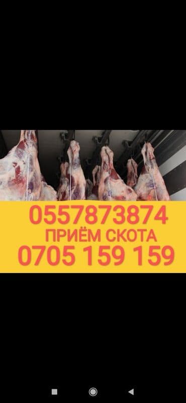 коровы дойный: Сатып алам | Уйлар, букалар, Жылкылар, аттар, Башка а/ч жаныбарлары | Күнү-түнү, Бардык шартта, Союлган — 1