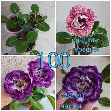 детки бегонии: Бегонии и абутилон — укоренённые саженцы в стаканчиках/горшочках. 1) — 5