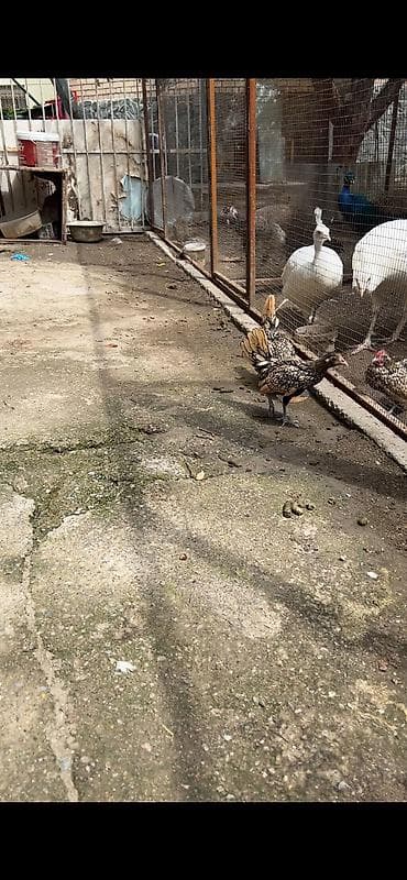 Продаю молодую пару лимонный СИБРАЙТ … — 3