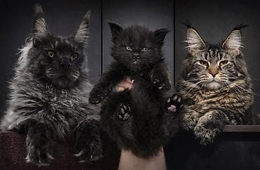 Мейн-кун — окрас: черный (солид) ПОСЛЕДНИЙ МАЛЬЧИК ШИКАРНЫЙ