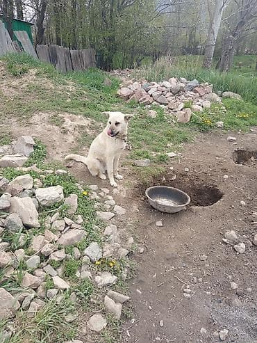 Собака среднего размера, светлый окрас (кремовый/бежевый), полустоячие