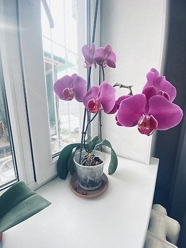 Орхидеи фаленопсис в прозрачных горшках. - Окраска цветков