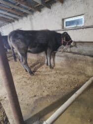 продажа французских бульдогов: Продаю | Тёлка | Швицкая | Для разведения, Для молока | Не стельные — 3