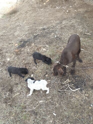 Кемирүүчүлөр: Сатылат срочна срочна рабочий кучукторуда сатылат 3 кучугу бар — 2