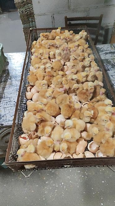 Башка жаныбарлар: Инкубационные услуги на савремном оборудование инкубируем для — 2