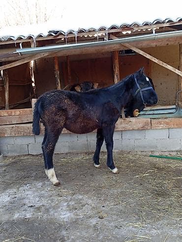объявления о продаже собак: Продаю | Жеребенок | Рабочий — 3