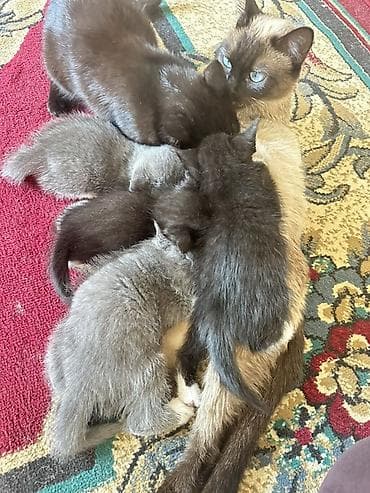Продажа кошек: Очаровательные котята от кошки с сиамским окрасом. Описание: - Помёт — 1