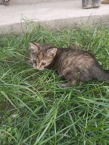 Кошки: Отдам котят в добрые руки бесплатно Котята домашние, окрас: - — 5