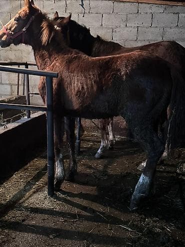 Зоотовары: Продаю | Жеребенок | Рабочий — 4