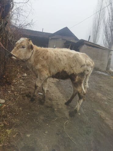 ангус тёлка: Продаю | Тёлка | Полукровка | На откорм | Привязанные — 8