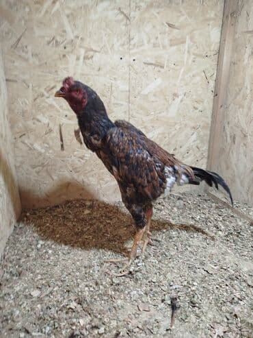 алмаша: Сатам | Тооктор — 1