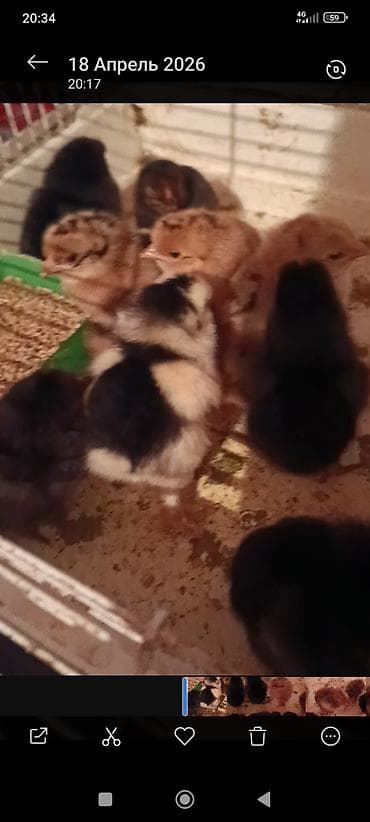 прием ящиков: Продаю | Цыплята | Для разведения — 3